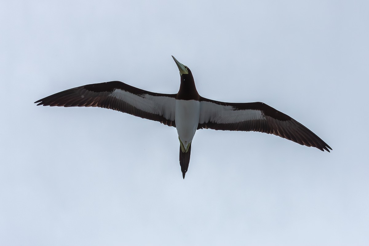 Brown Booby (Forster's) - ML623994248