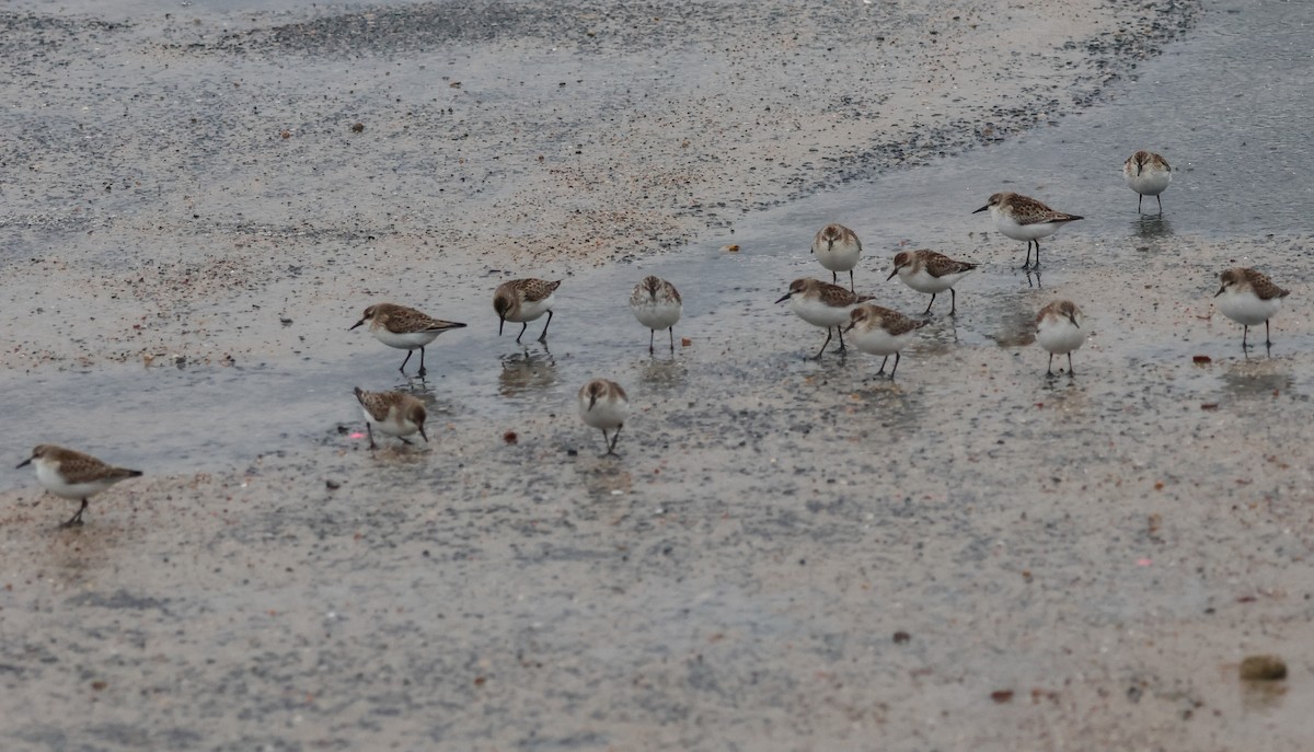 Semipalmated Sandpiper - ML623994274