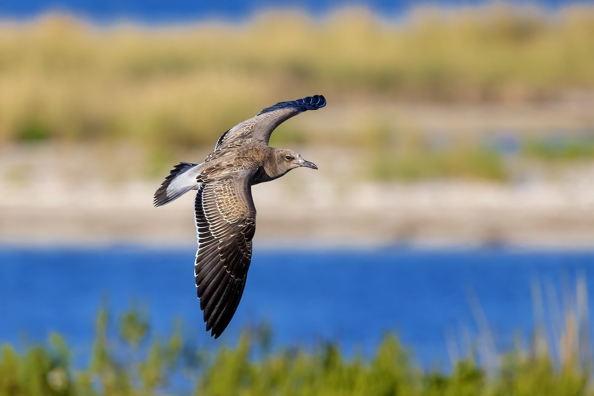 Laughing Gull - ML623994277