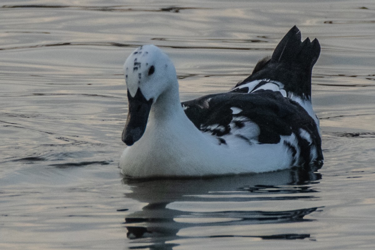 Muscovy Duck (Domestic type) - ML623994289