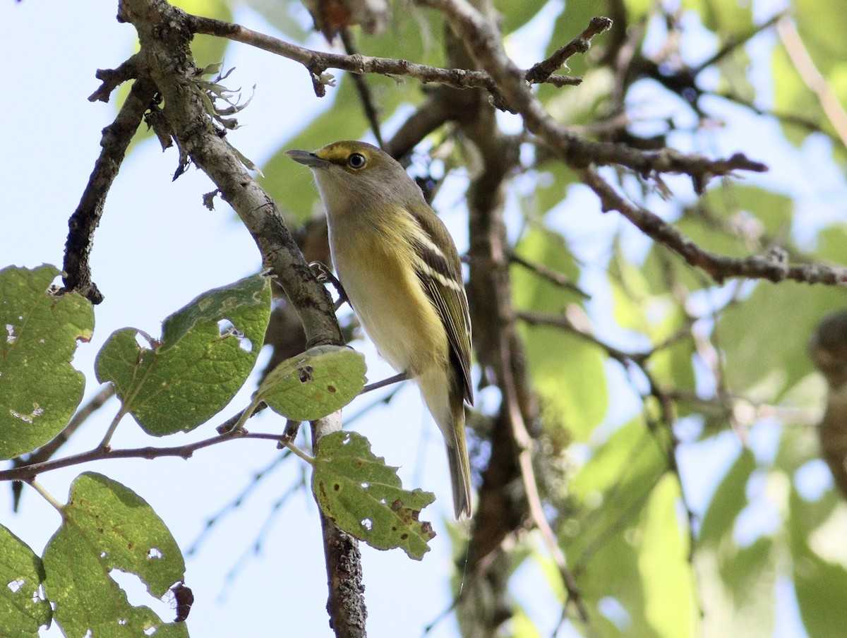 Vireo Ojiblanco - ML623994296