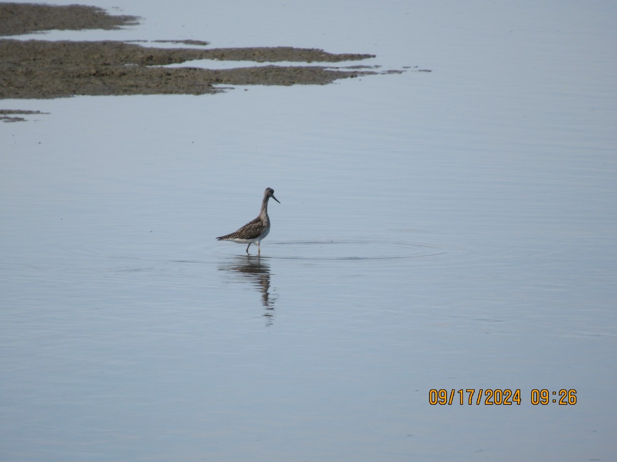 Lesser Yellowlegs - ML623994308