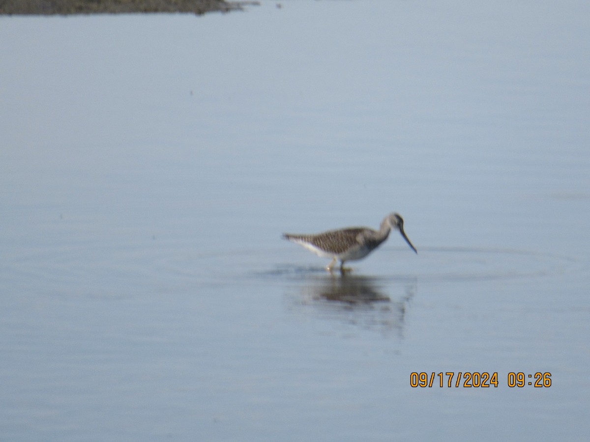 Lesser Yellowlegs - ML623994309