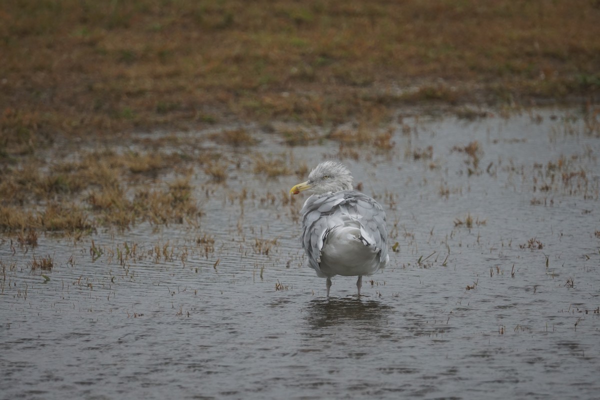 Herring Gull - ML623994313