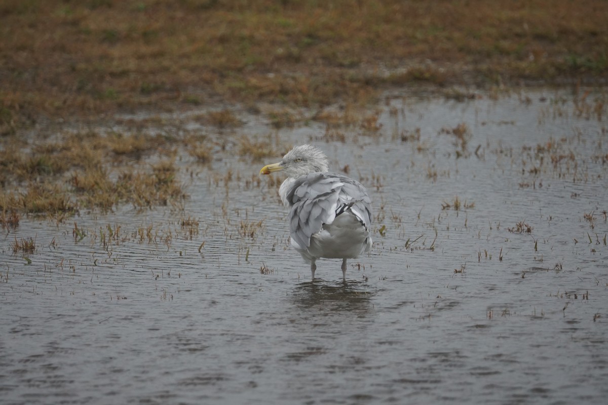 Herring Gull - ML623994315