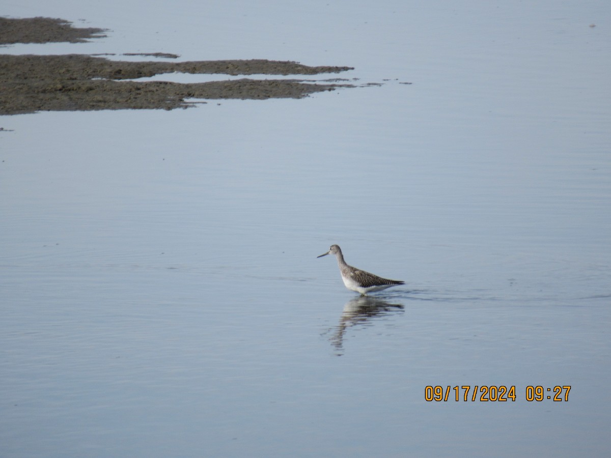 Lesser Yellowlegs - ML623994343