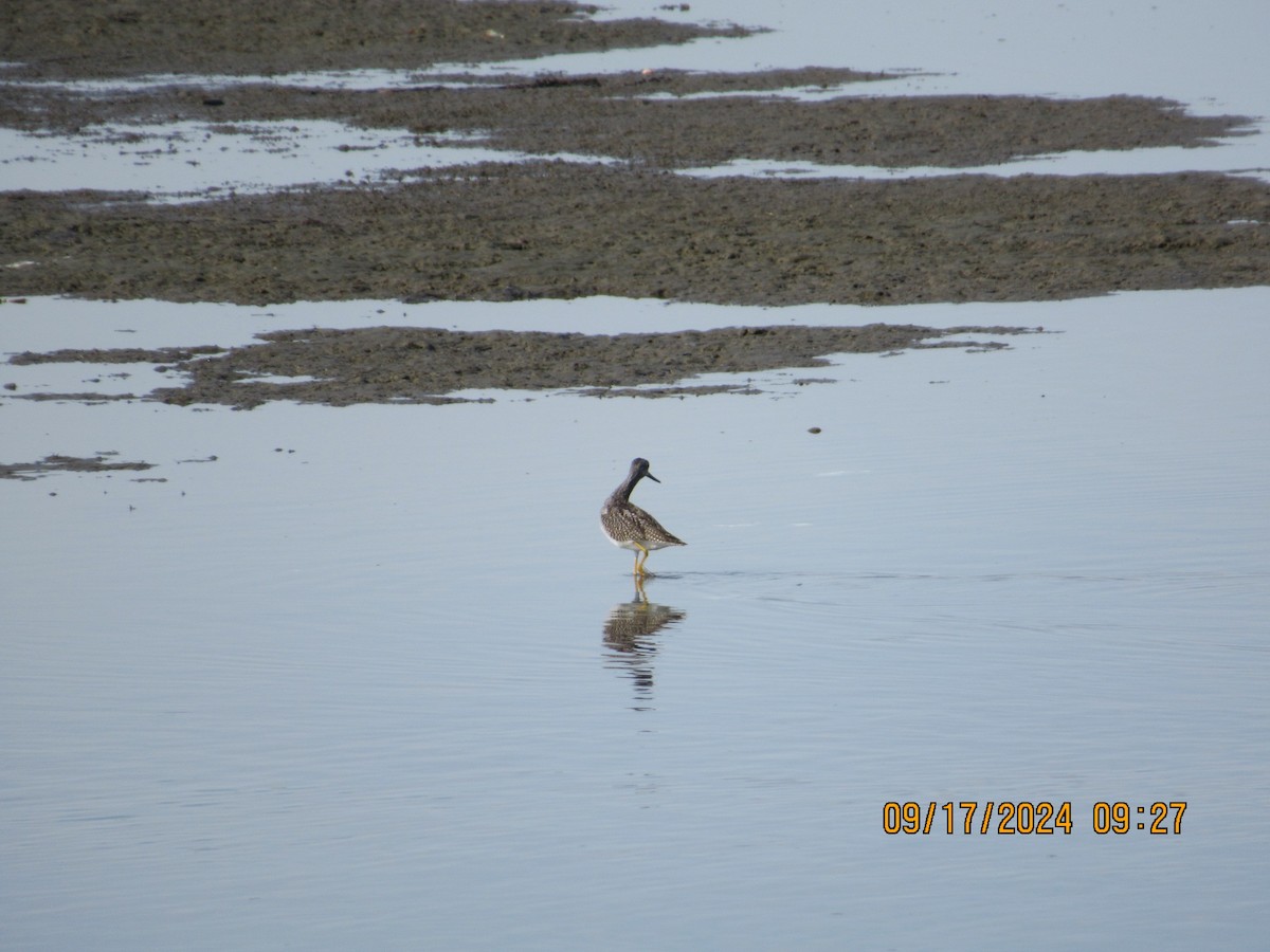 Lesser Yellowlegs - Joseph Poland