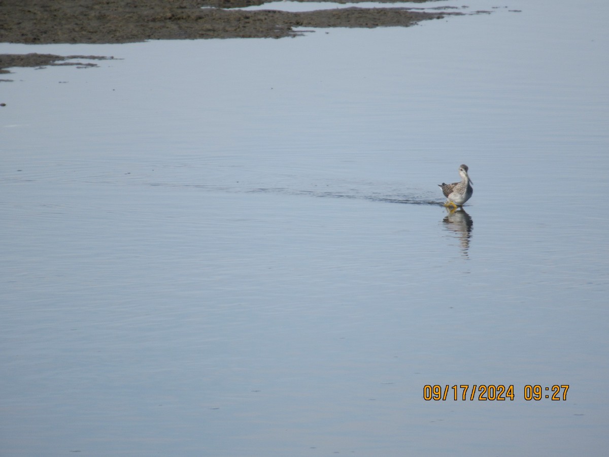 Lesser Yellowlegs - ML623994345