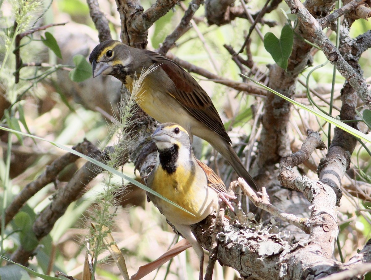 Dickcissel - ML623994369