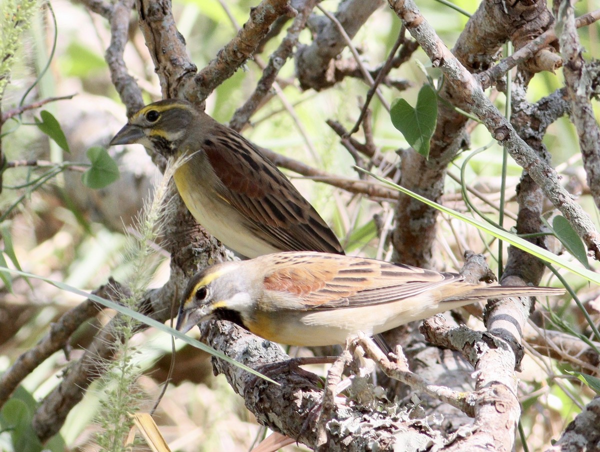 Dickcissel - ML623994370