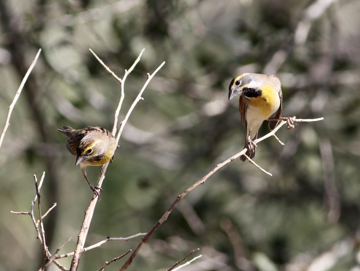 Dickcissel - ML623994371