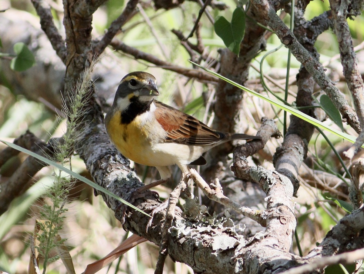 Dickcissel - ML623994373