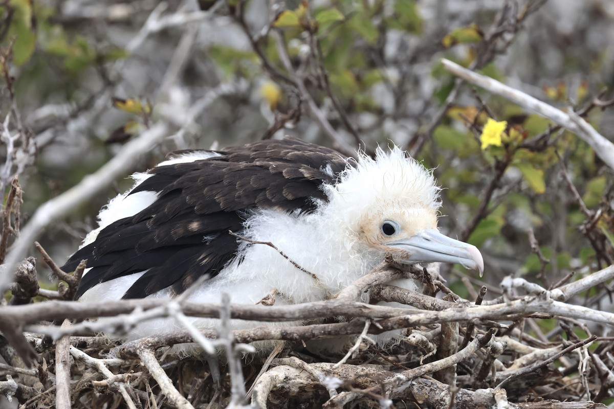 Great Frigatebird - ML623994379