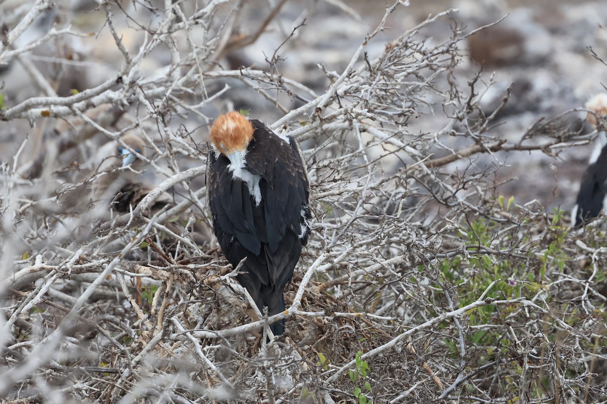 Bindenfregattvogel - ML623994380