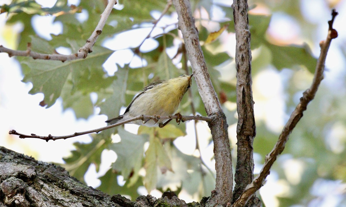 Blackpoll Warbler - ML623994388