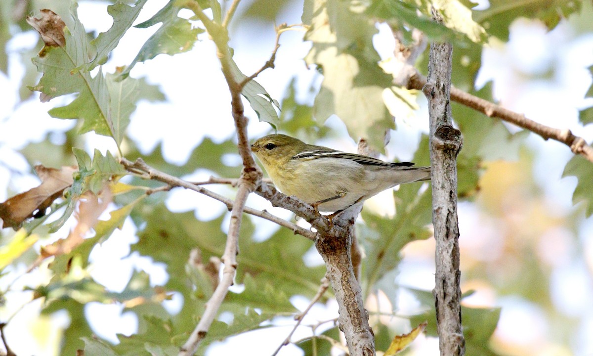 Blackpoll Warbler - ML623994389