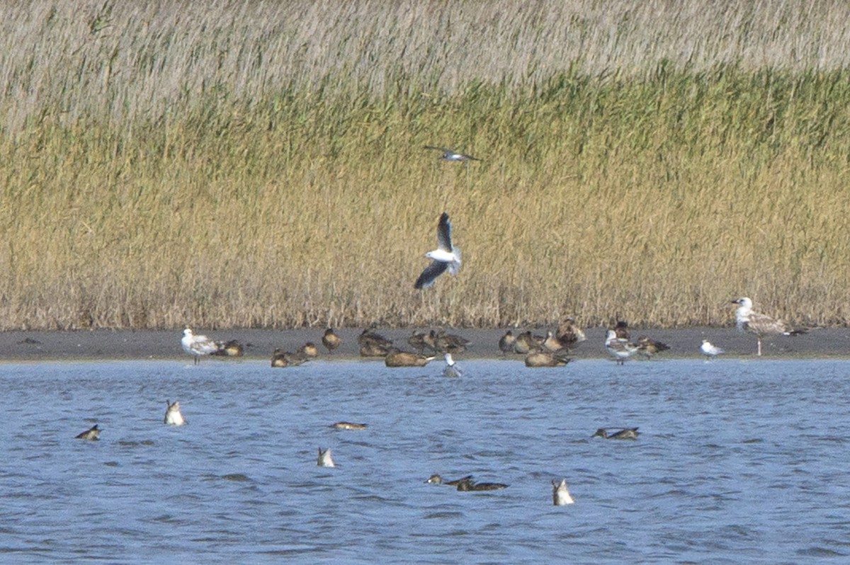 Little Gull - ML623994398