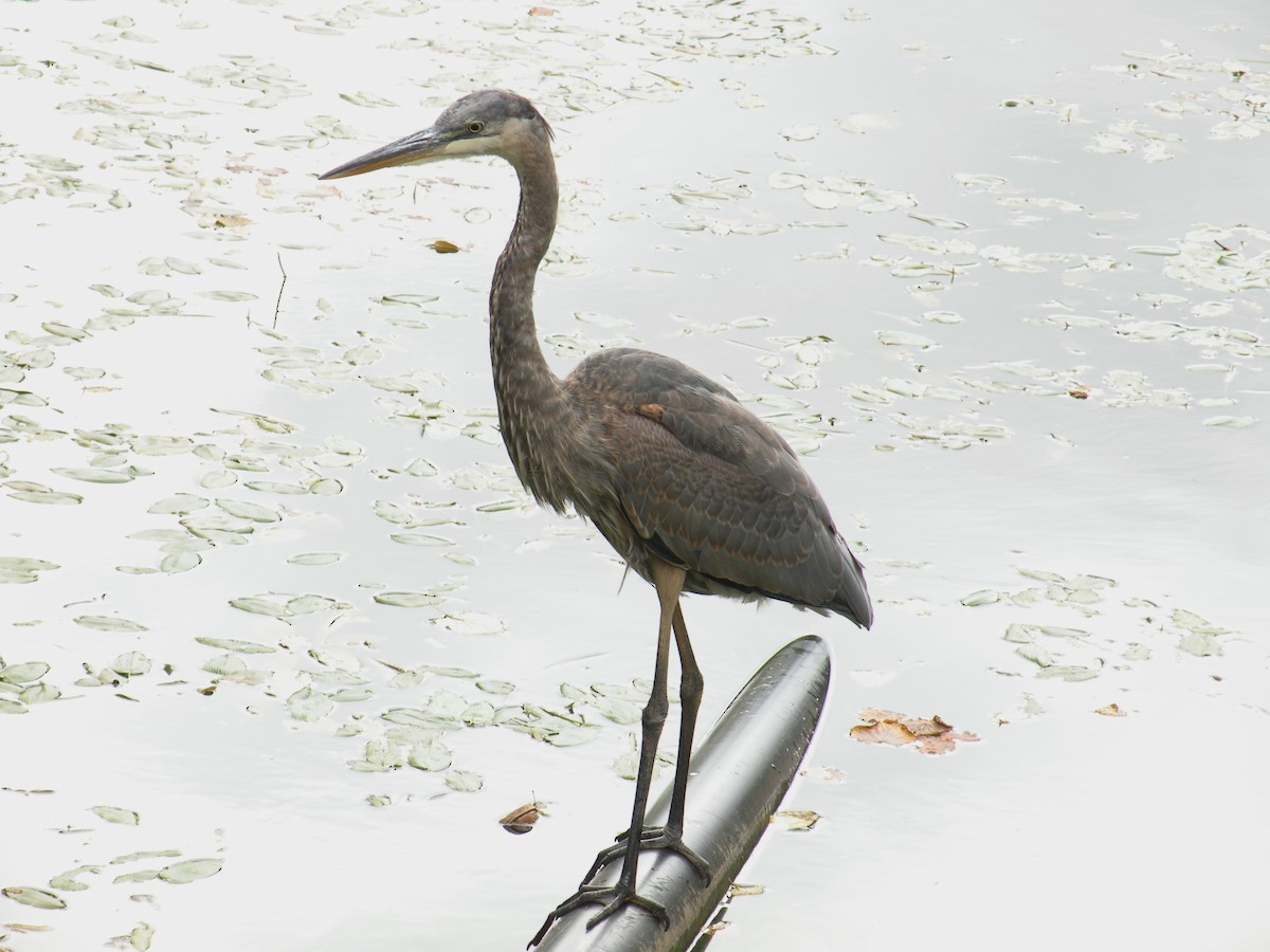 Great Blue Heron - ML623994407