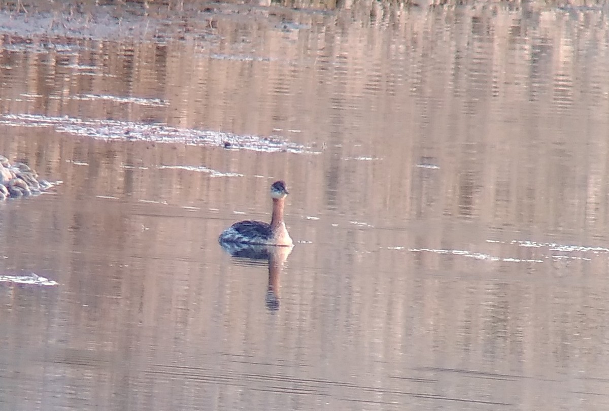 Red-necked Grebe - ML623994412