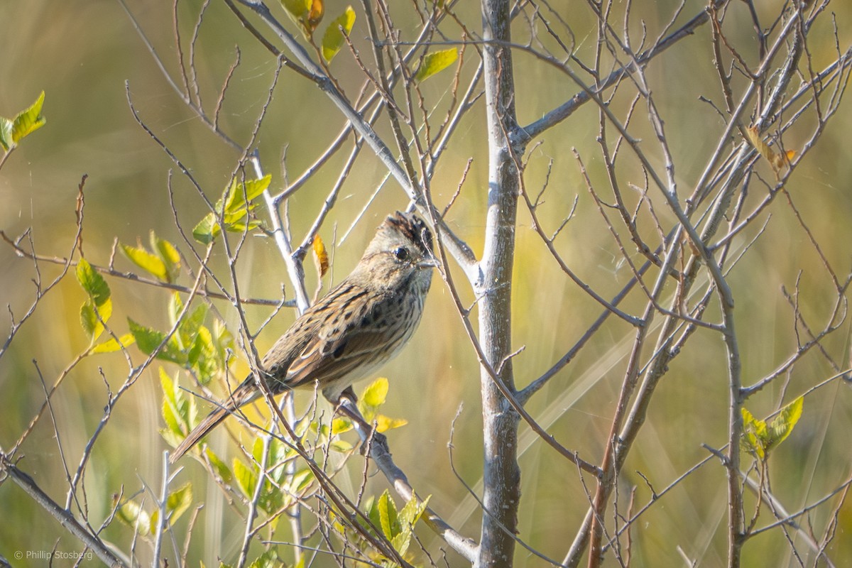 Lincoln's Sparrow - ML623994423