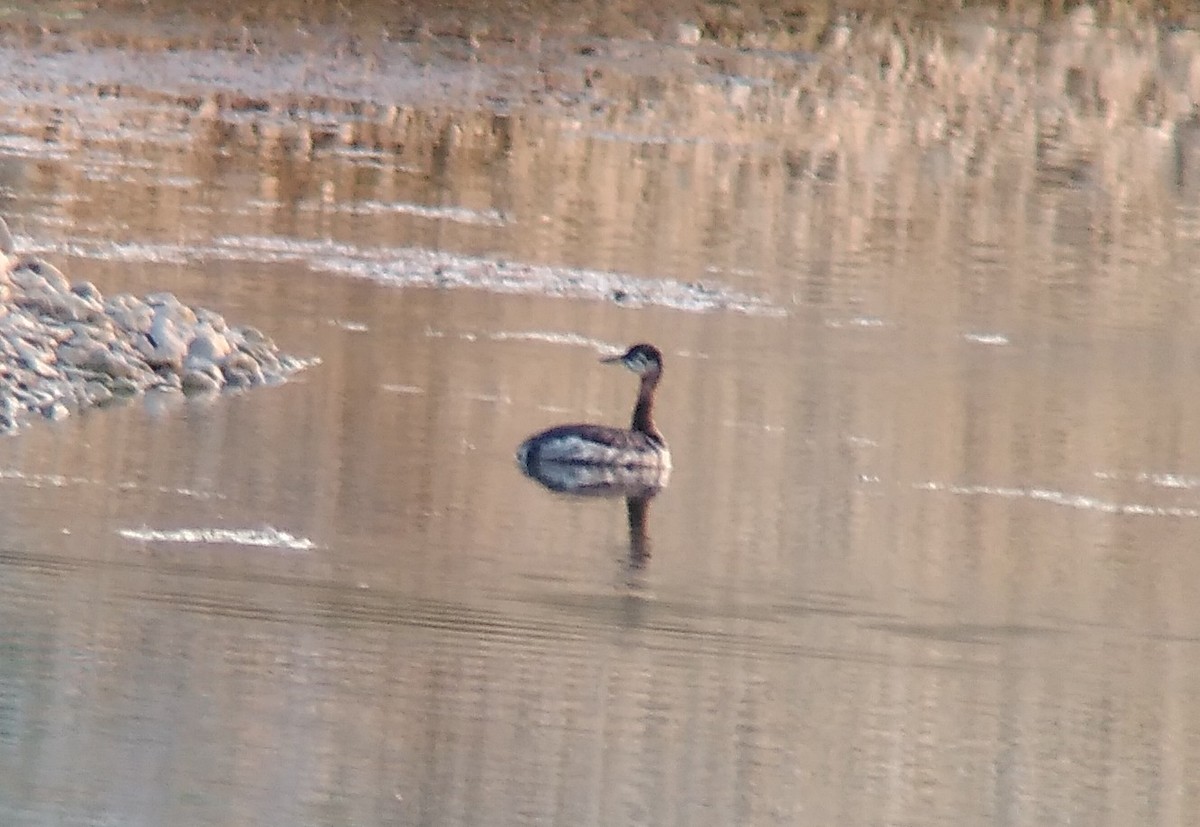 Red-necked Grebe - ML623994425