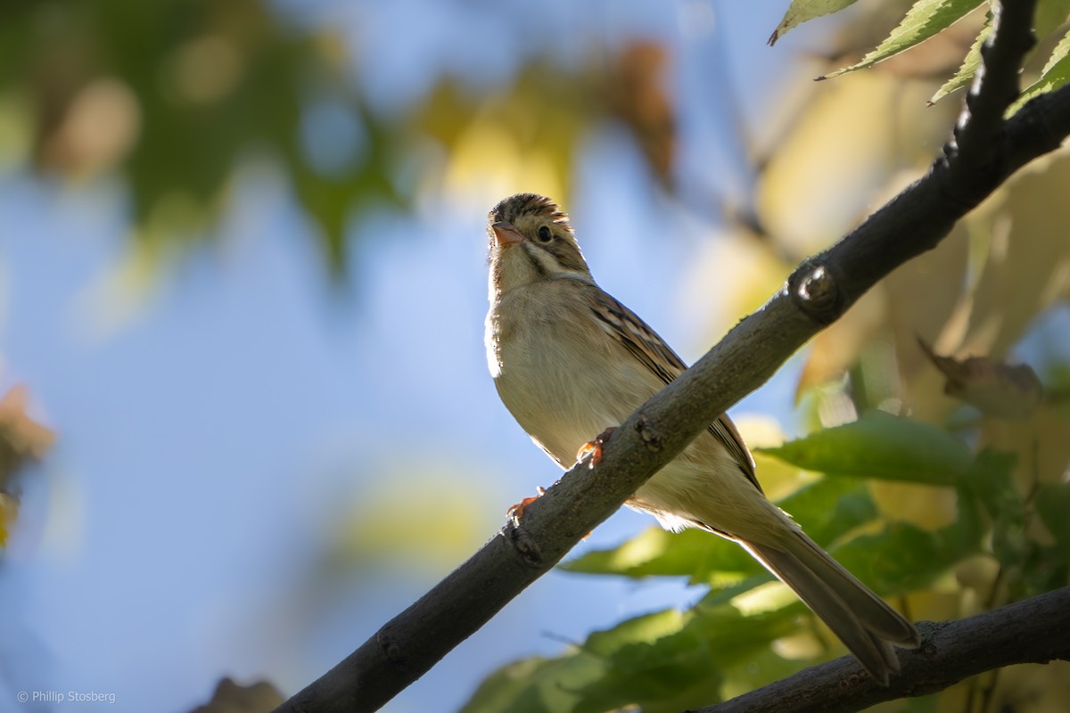 Clay-colored Sparrow - ML623994428