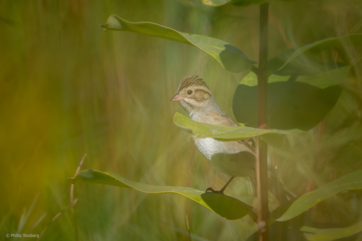 Clay-colored Sparrow - ML623994429