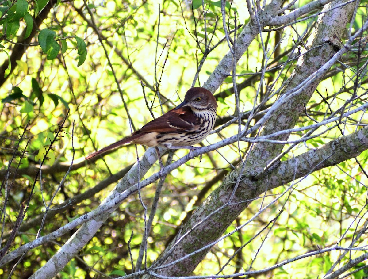 Brown Thrasher - ML623994439