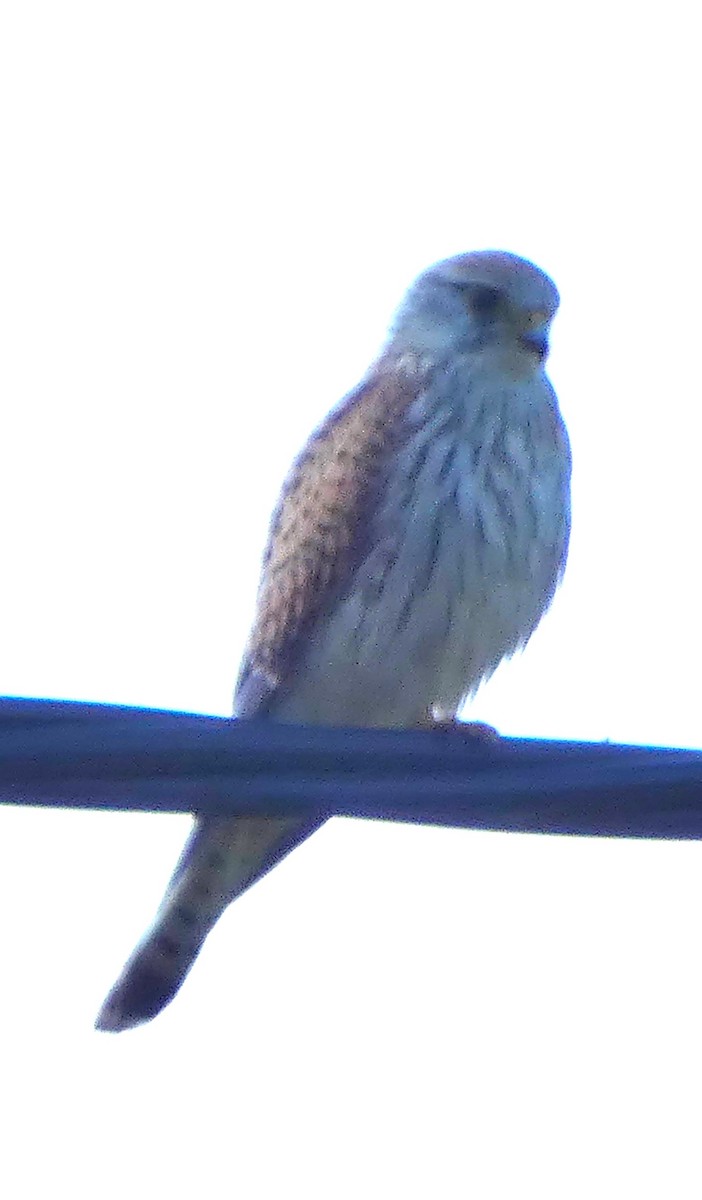 Eurasian Kestrel - ML623994479