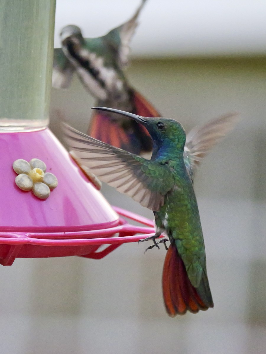 Black-throated Mango - Valerie Gebert