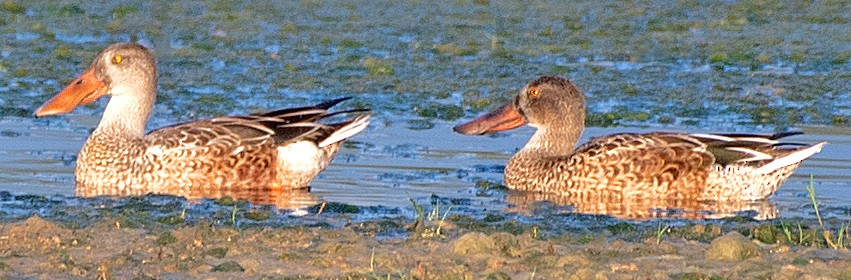 Northern Shoveler - ML623994541