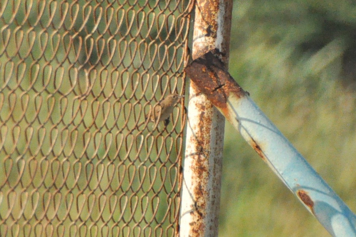 House Wren - ML623994577