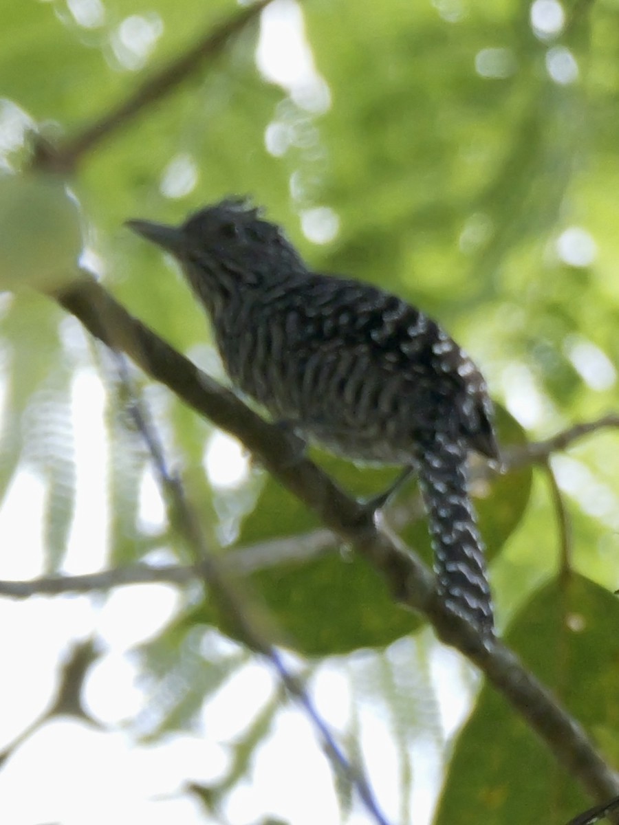 Bar-crested Antshrike - ML623994583