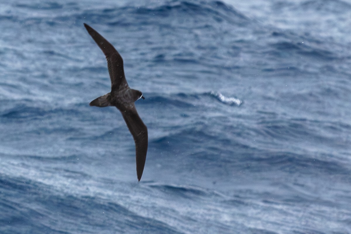 Bonin Petrel - ML623994606