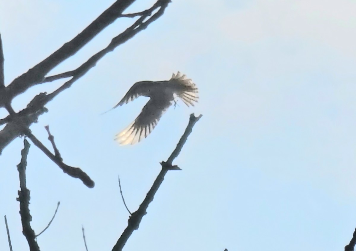 American Kestrel - ML623994620