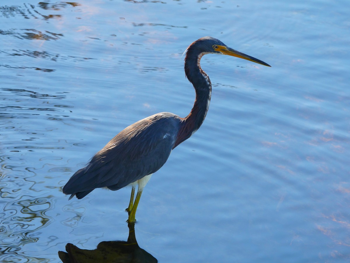 Tricolored Heron - ML623994621