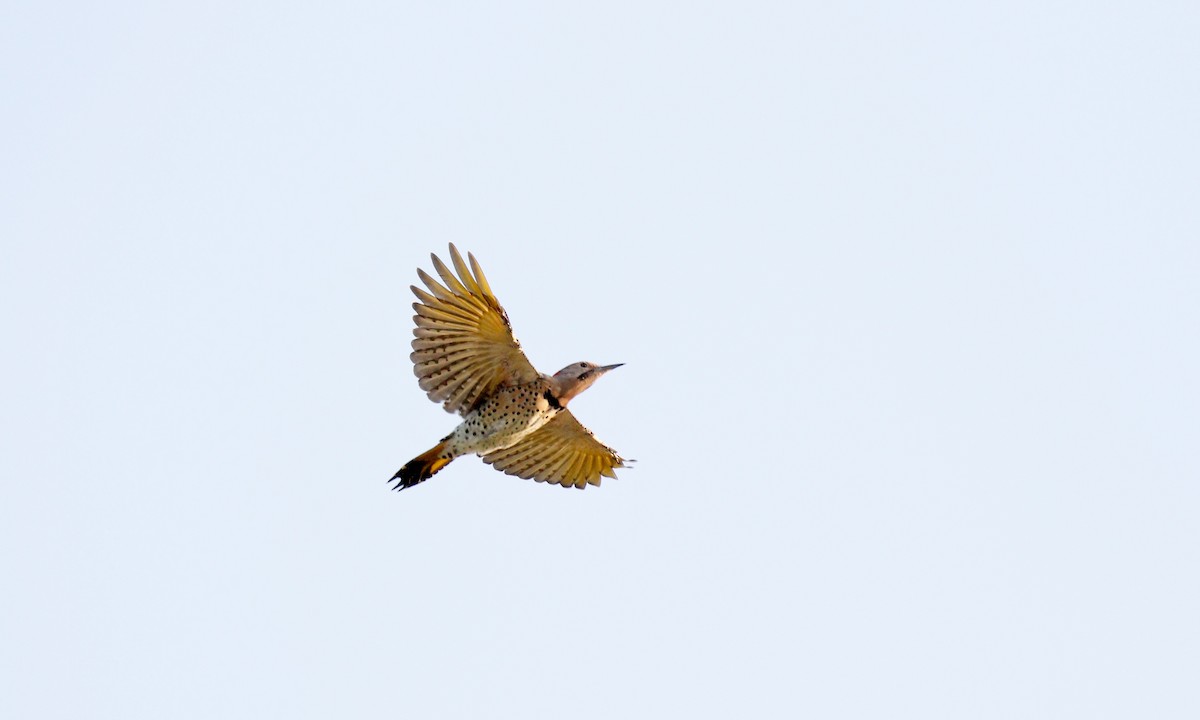 Northern Flicker - ML623994628