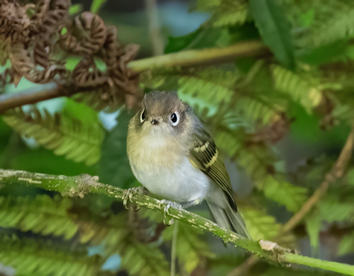 Mosquitero de la Sonda - ML623994629