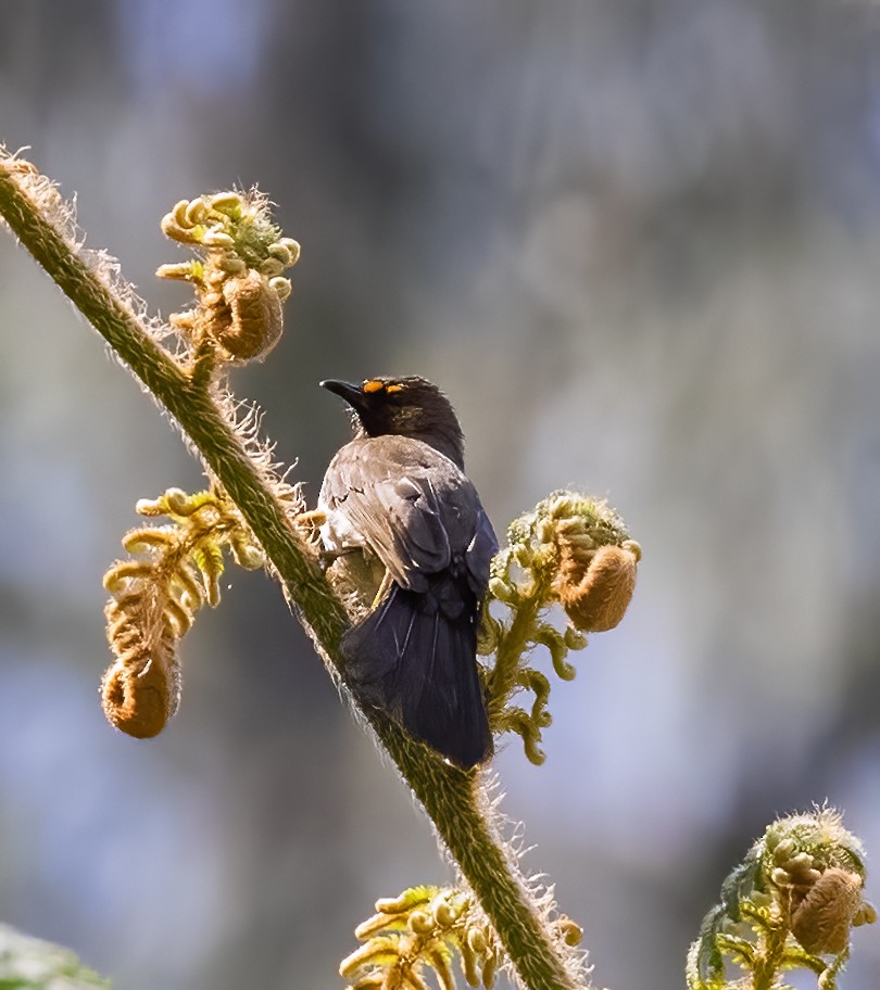 Bulbul Bimaculado - ML623994637