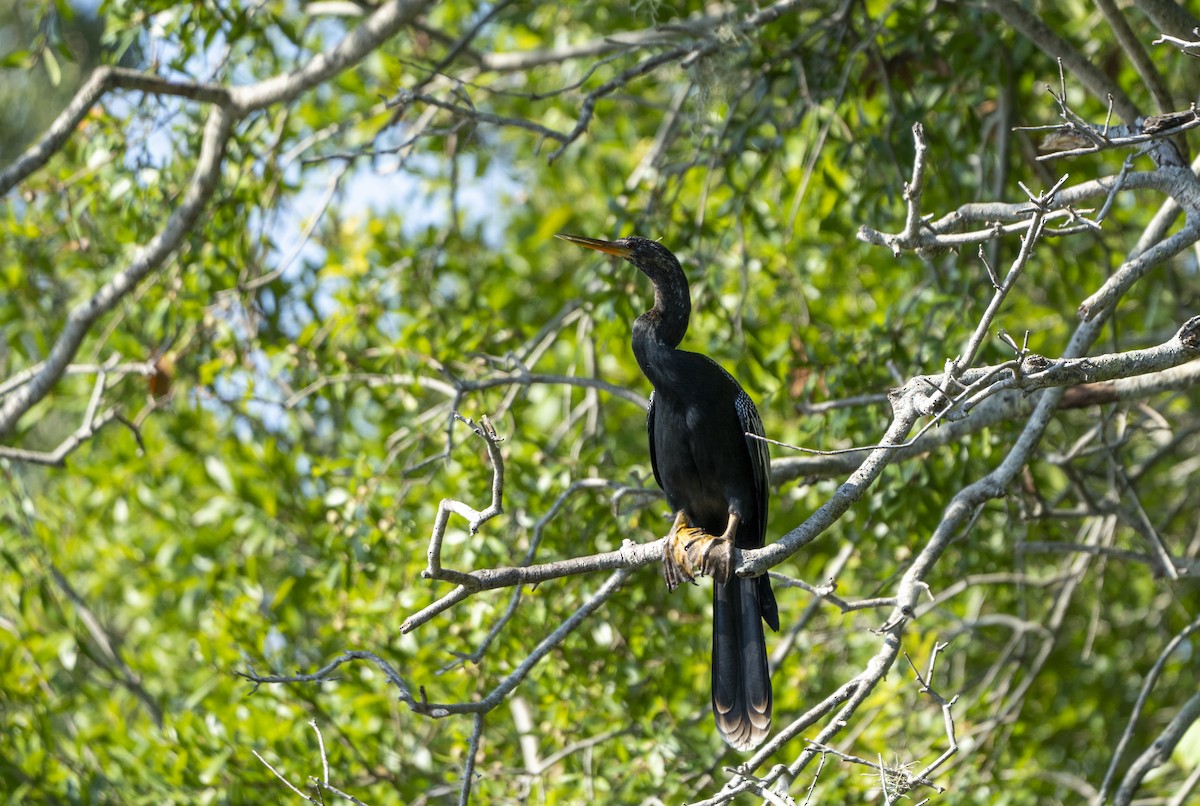 anhinga americká - ML623994642