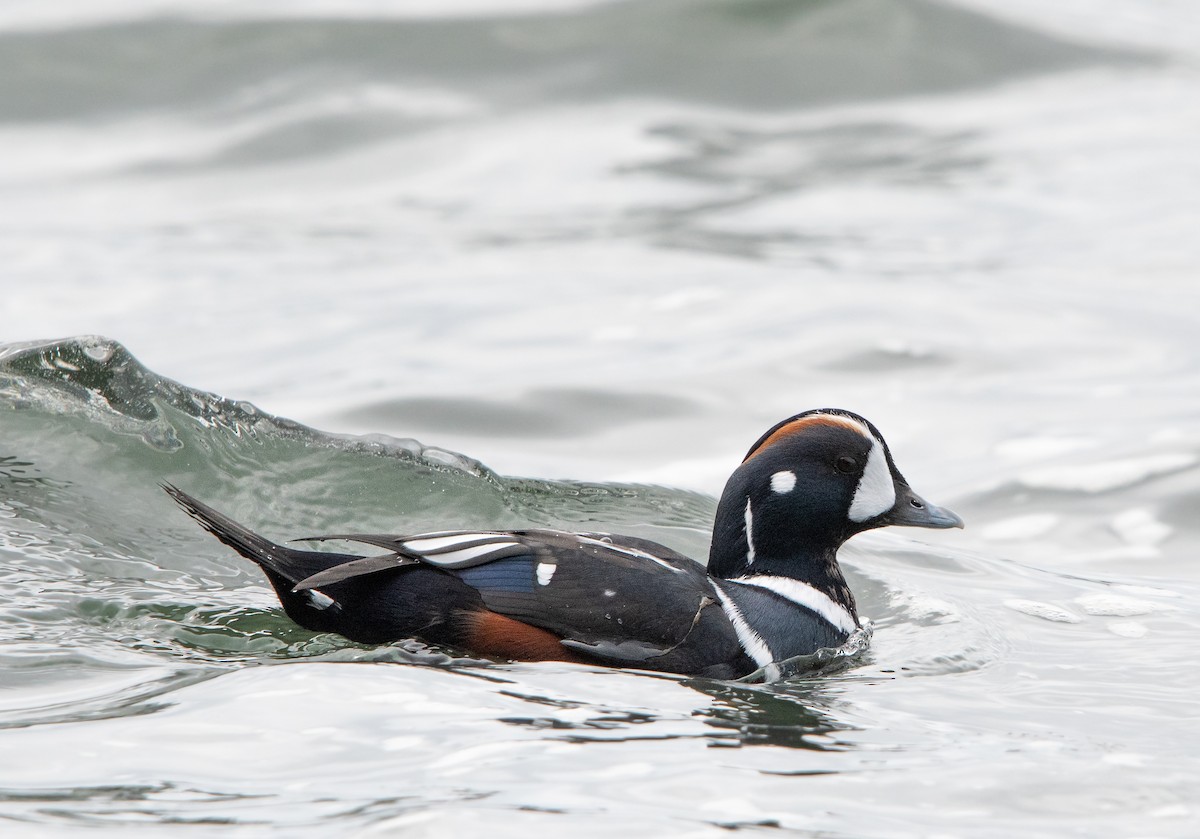 Harlequin Duck - ML623994651