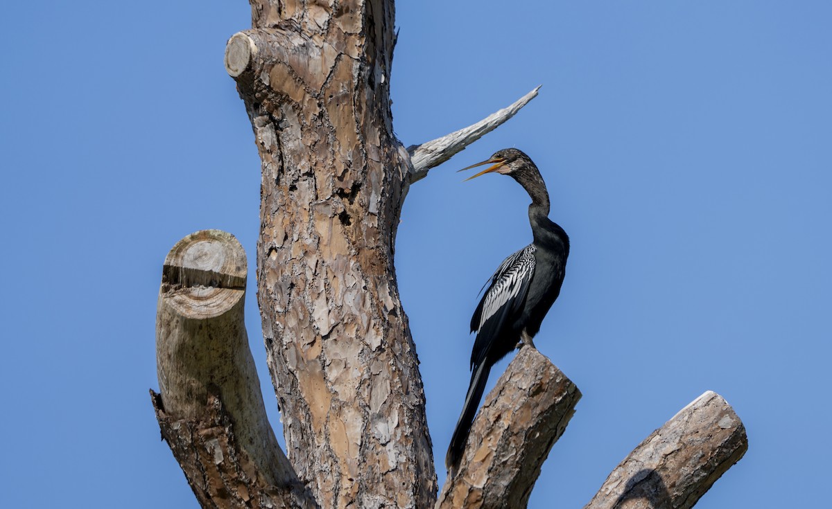 anhinga americká - ML623994654