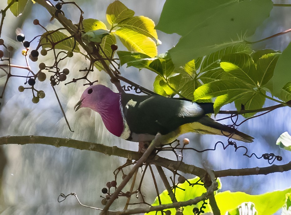 Pink-headed Fruit-Dove - ML623994656