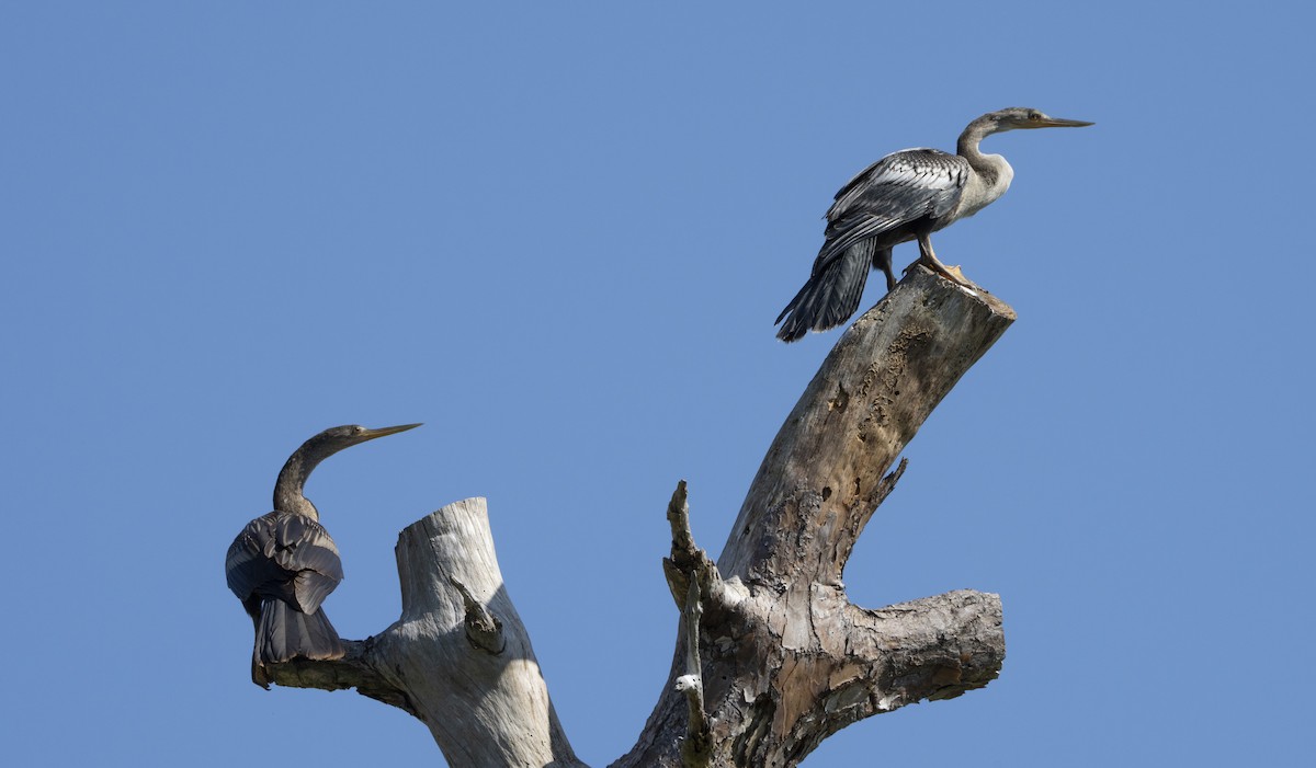 anhinga americká - ML623994662