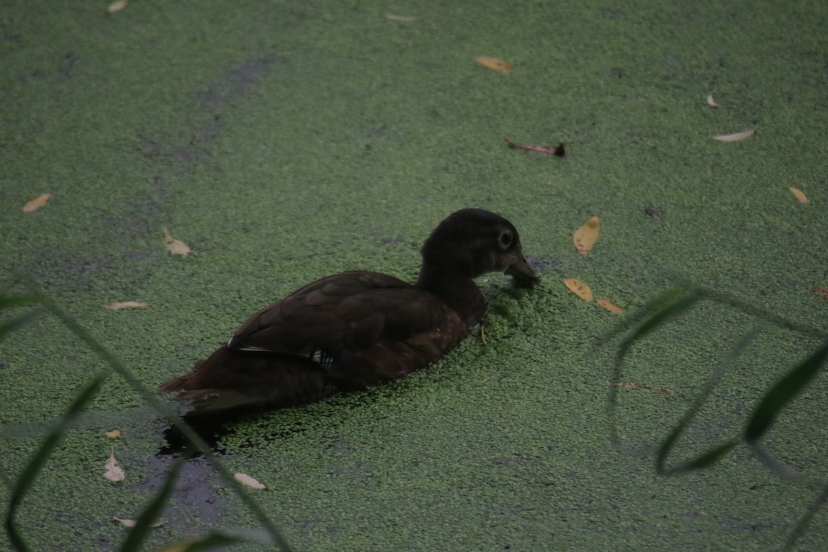 Wood Duck - ML623994680