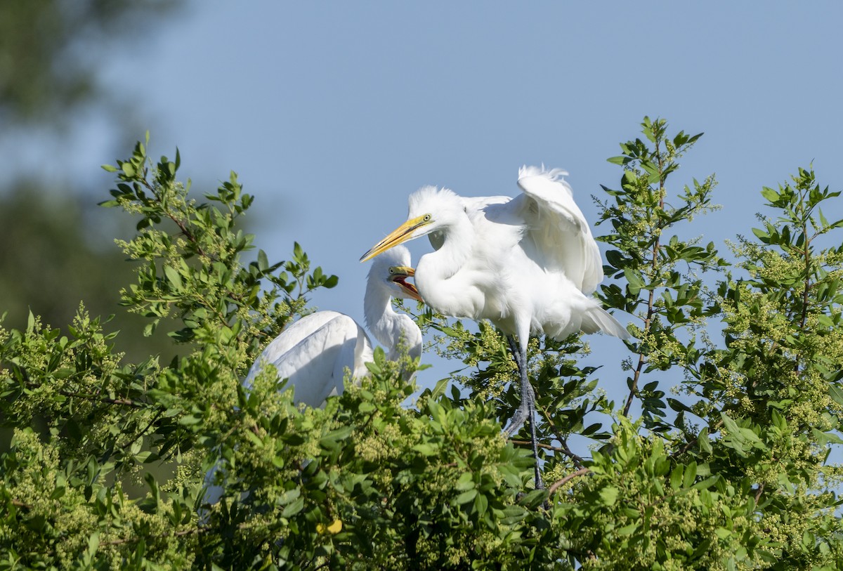 Great Egret - Joni Reeder