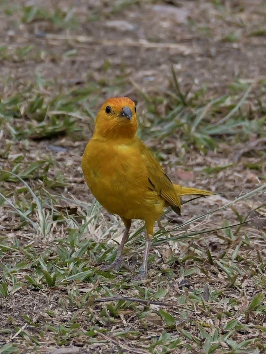 Saffron Finch - ML623994722