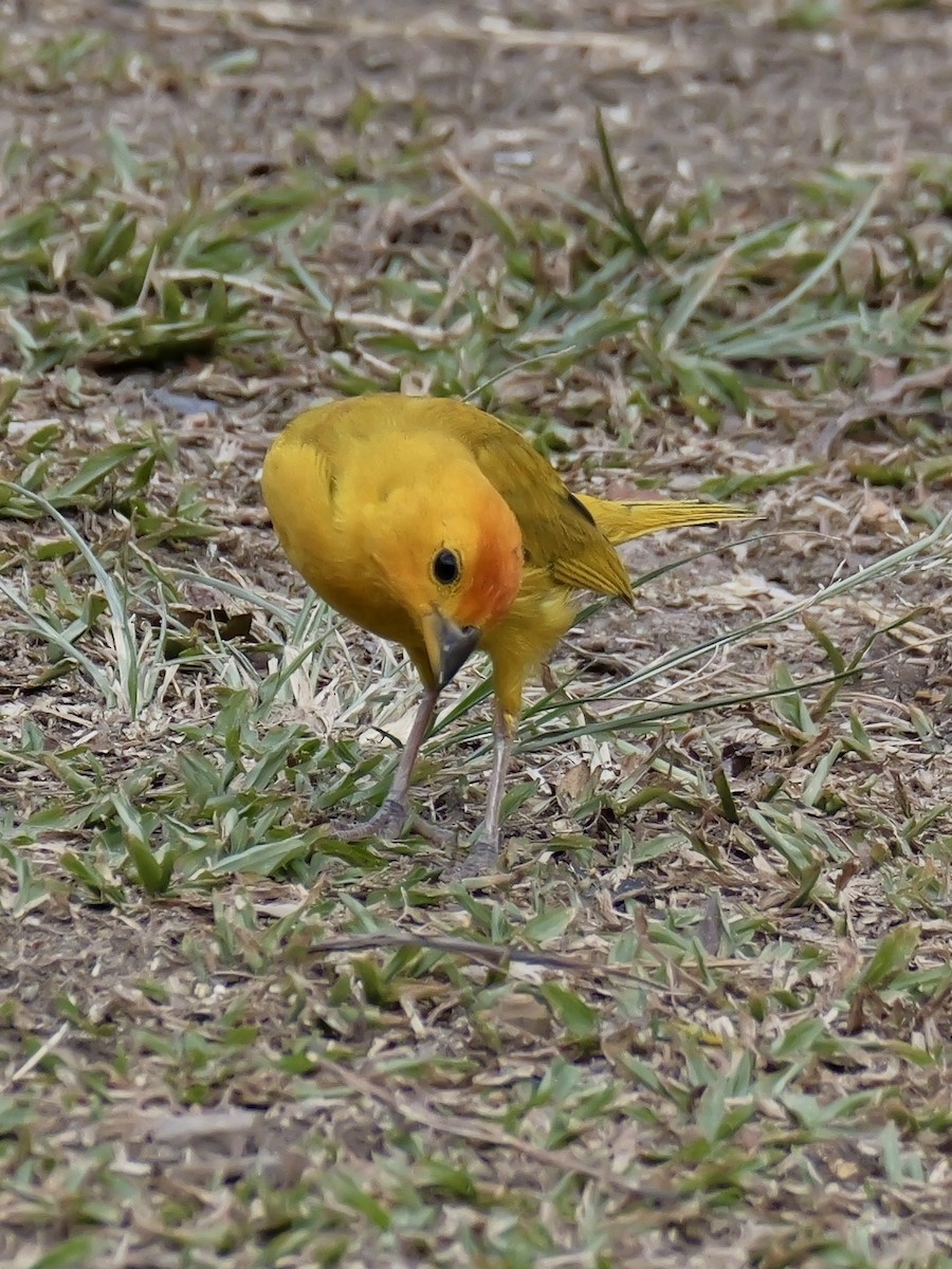 Saffron Finch - ML623994723