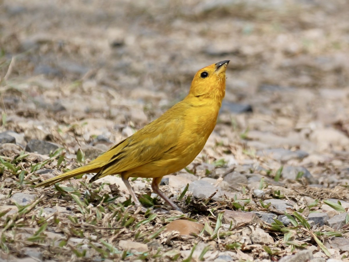 Saffron Finch - ML623994724