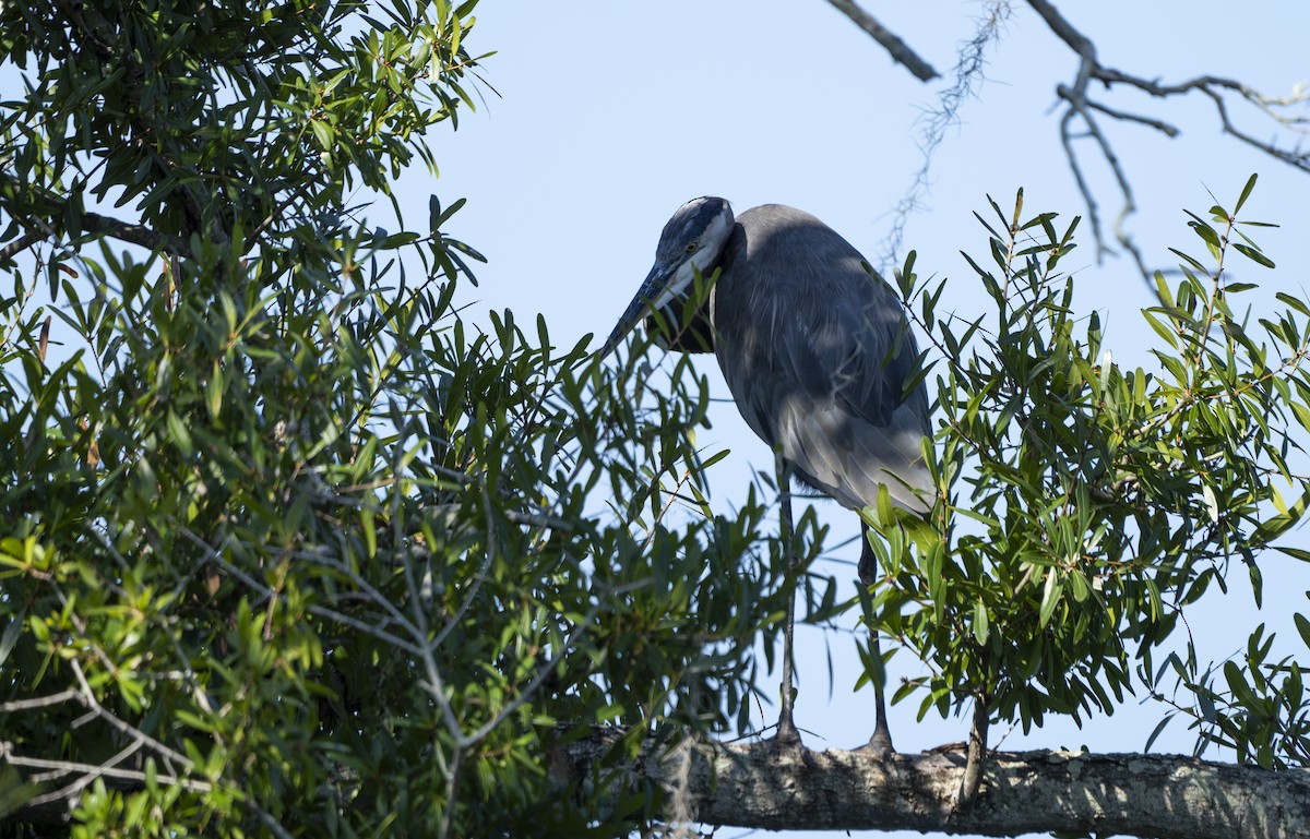 Great Blue Heron - ML623994726